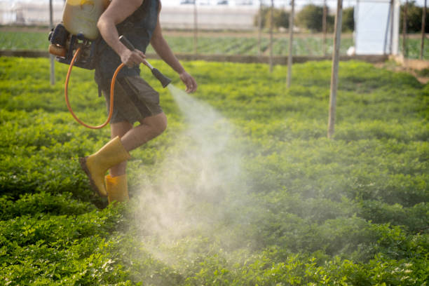 Best Flea Control Services  in Madera Ranchos, CA