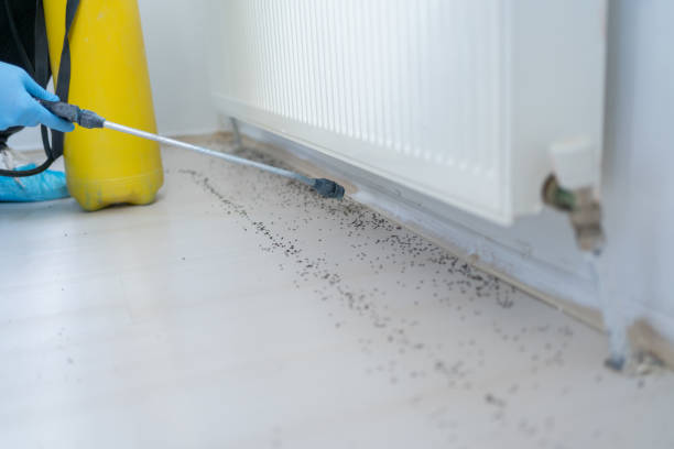 Best Ant Control Services  in Madera Ranchos, CA
