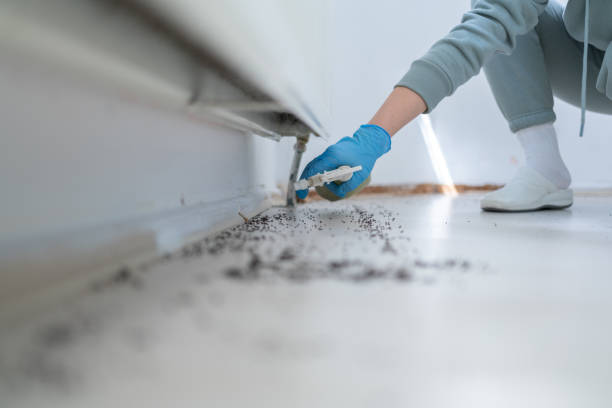 Best Rat Extermination Near Me  in Madera Ranchos, CA